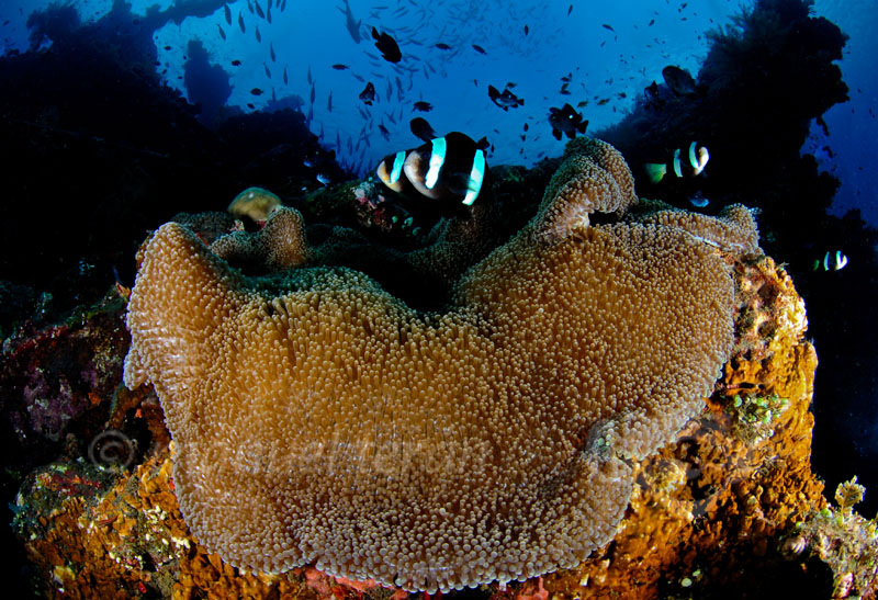 fondo marino3