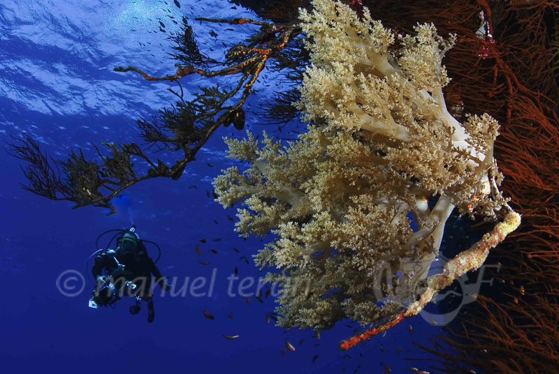buceo fondo marino