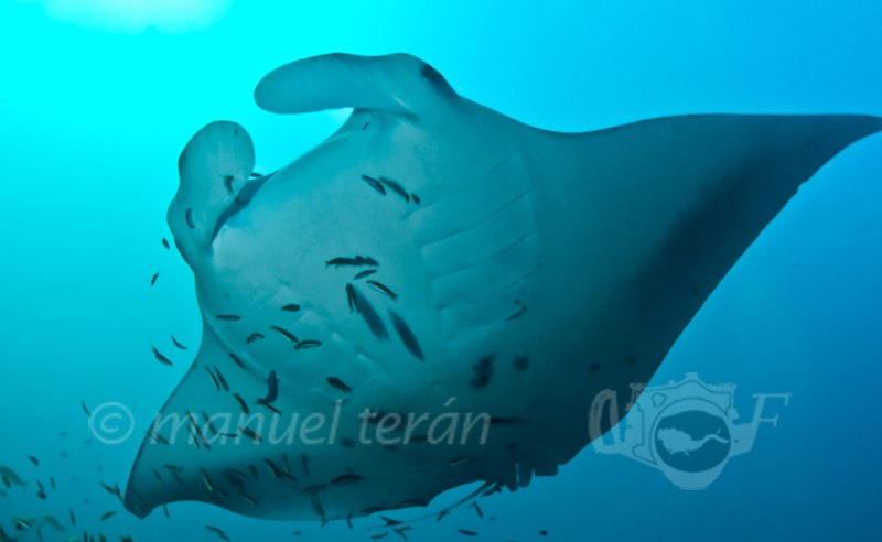 manta raya