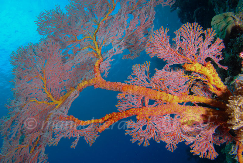 corales