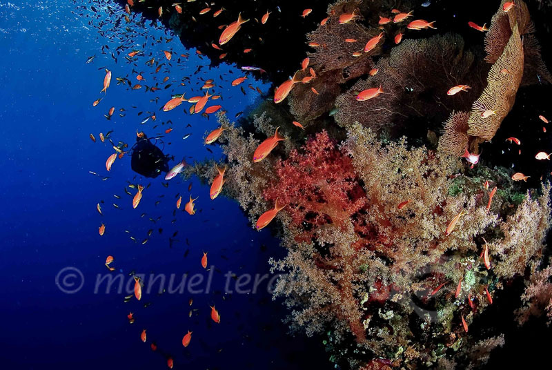 Egipto-LR-12 peces mar