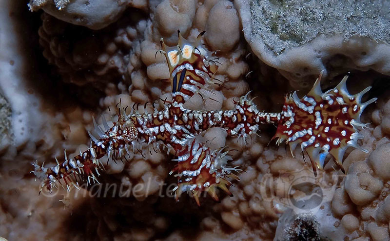 JordaniaLR-82 corales